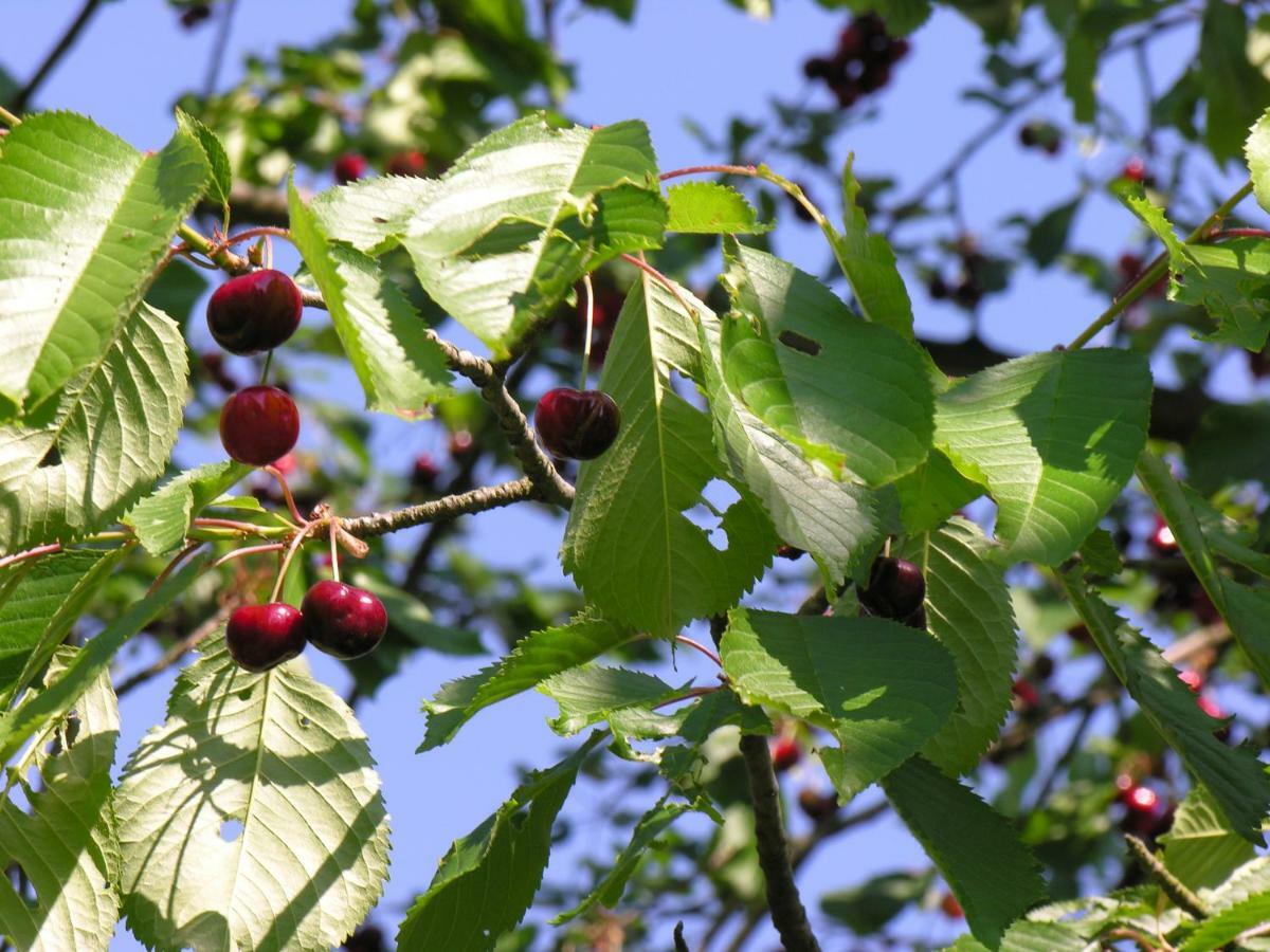 Agroturystyka Pod Sniezna Bystrzyca Kłodzka Exterior foto
